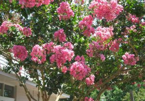 Crape Myrtle - Tree Service Company Springfield MO