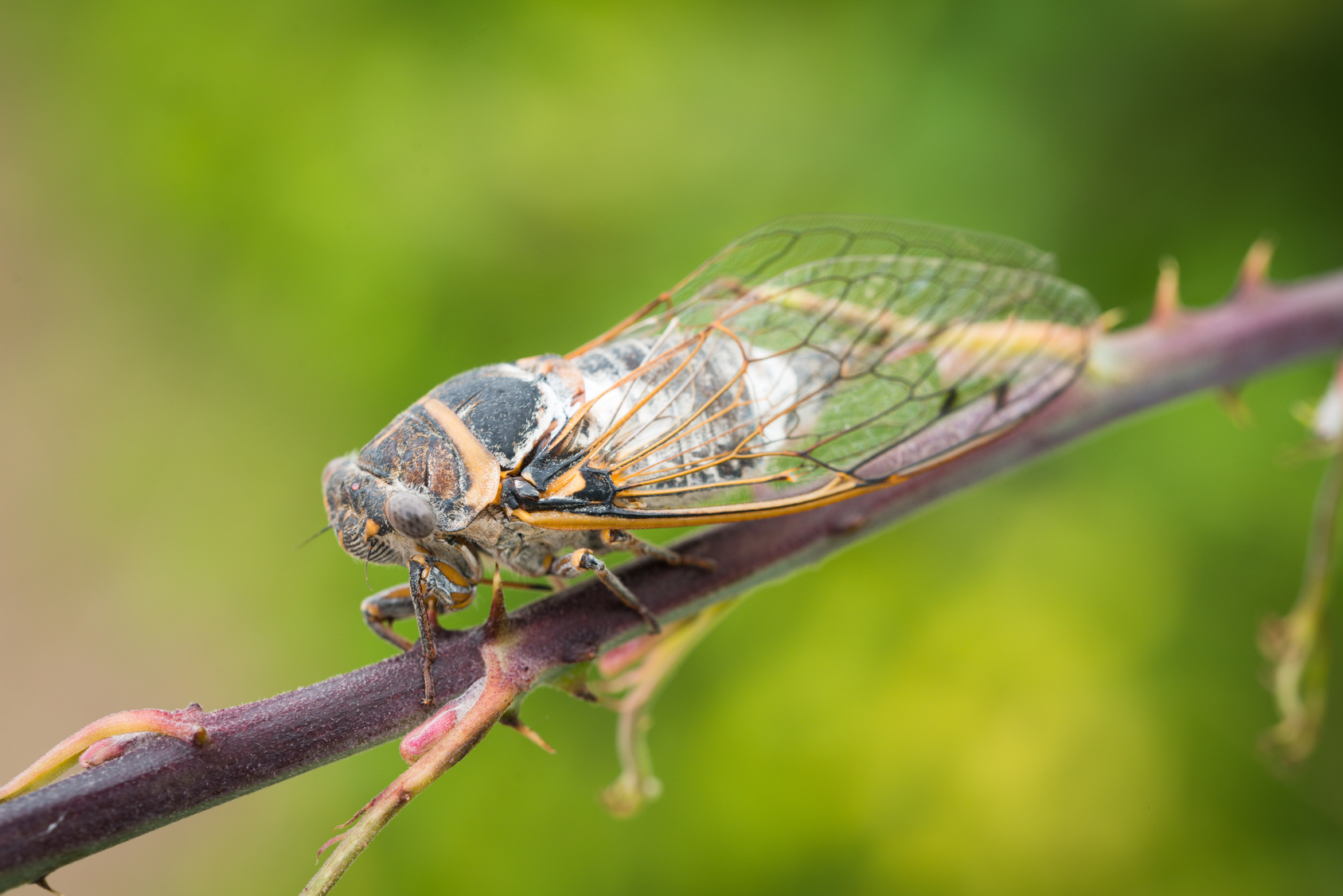 Cicadas are Back in 2015 - Yard Pest Control Springfield MO