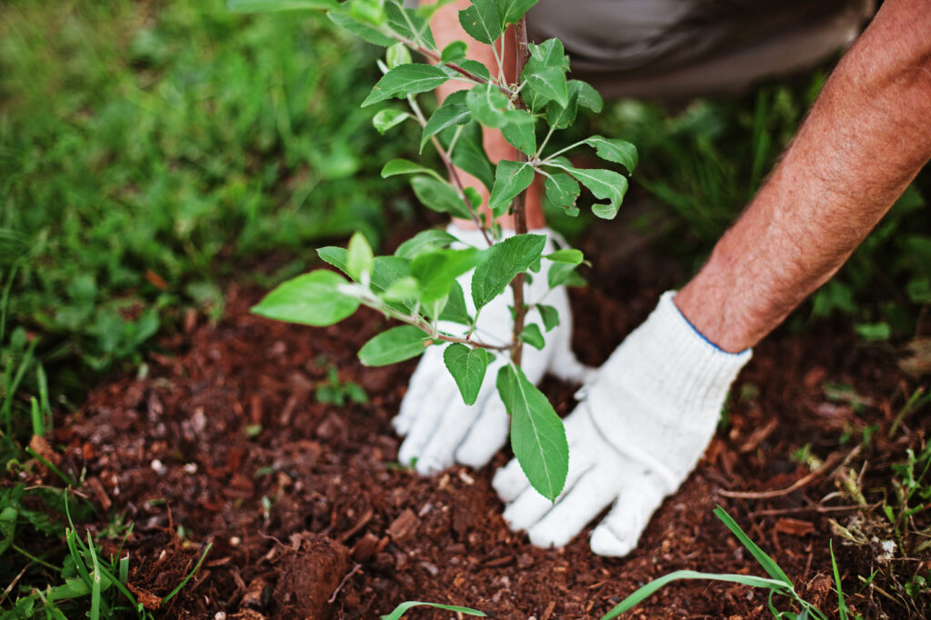 Proper Planting Techniques Handout - Landscape Replacement Springfield MO