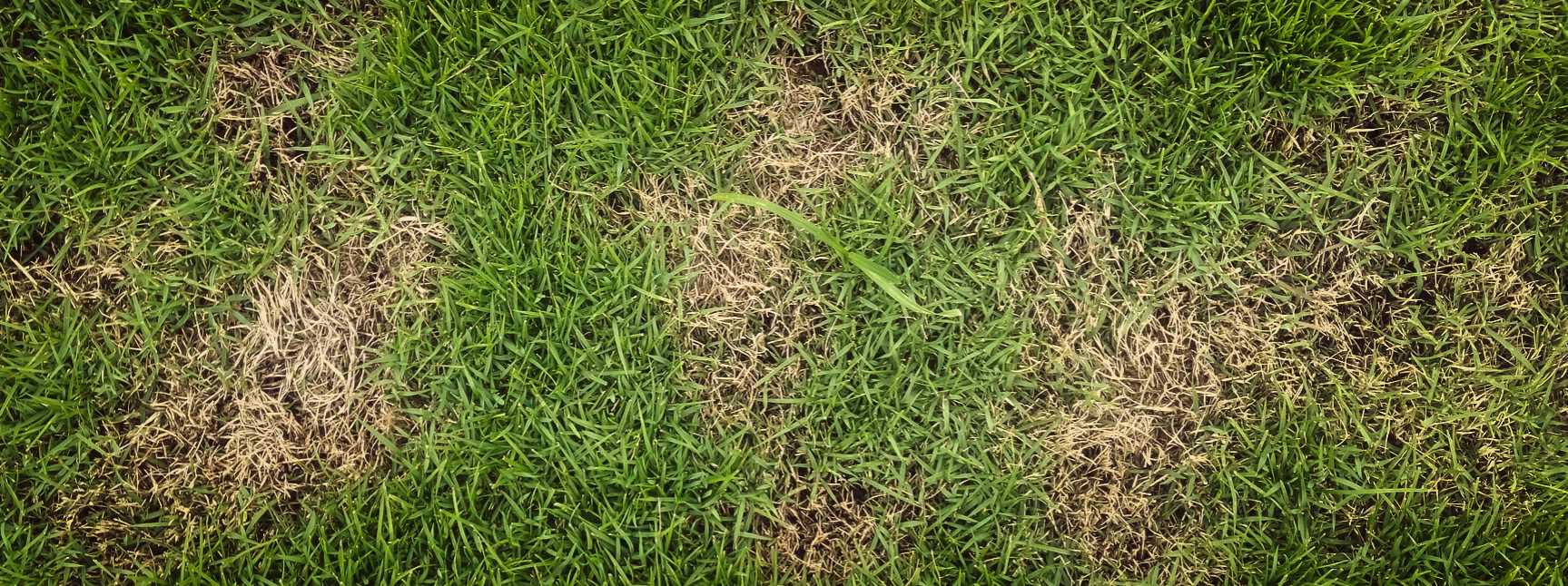 Avoiding Brown Spots In Your Yard - Lawn Care Services Springfield MO