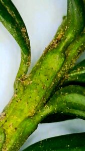 Close-up of plant stem infested with tiny pests or mites.