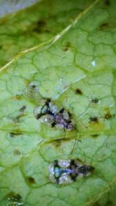 Yard Pest and Insect Control