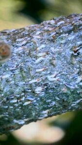 Yard Pest and Insect Control
