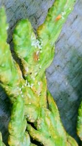 Yard Pest and Insect Control
