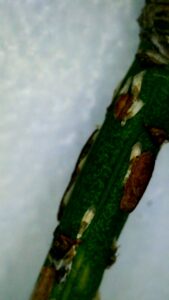Yard Pest and Insect Control