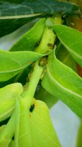 Yard Pest and Insect Control