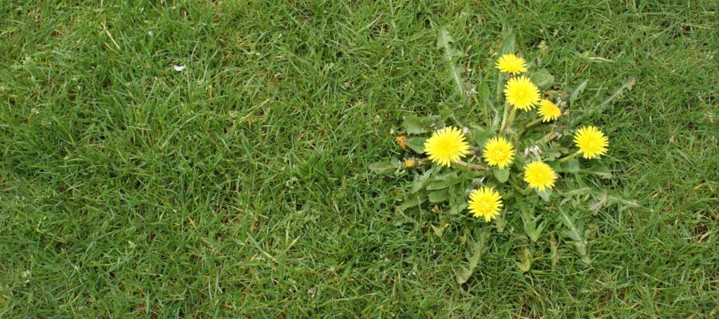Close-up of a dandelion weed in a green lawn, representing weed control and lawn application services in Springfield, MO by Gabris Landscaping.