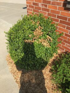 Yard Pest and Insect Control