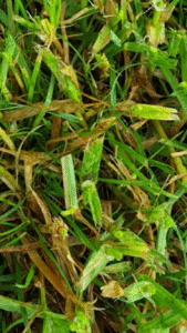 grass