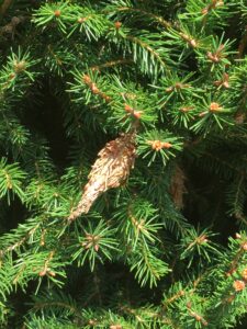 Close-up of a bagworm cocoon hanging on an evergreen bush.