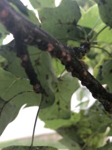 Yard Pest and Insect Control