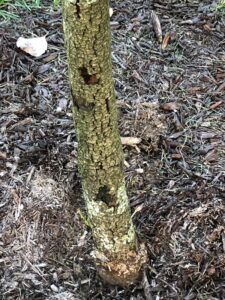 Yard Pest and Insect Control