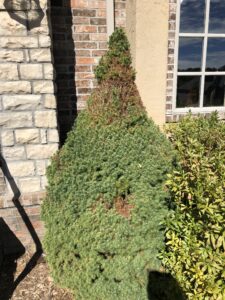 Shrub with browning top near brick wall.